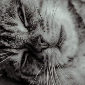 Portraits de Chats