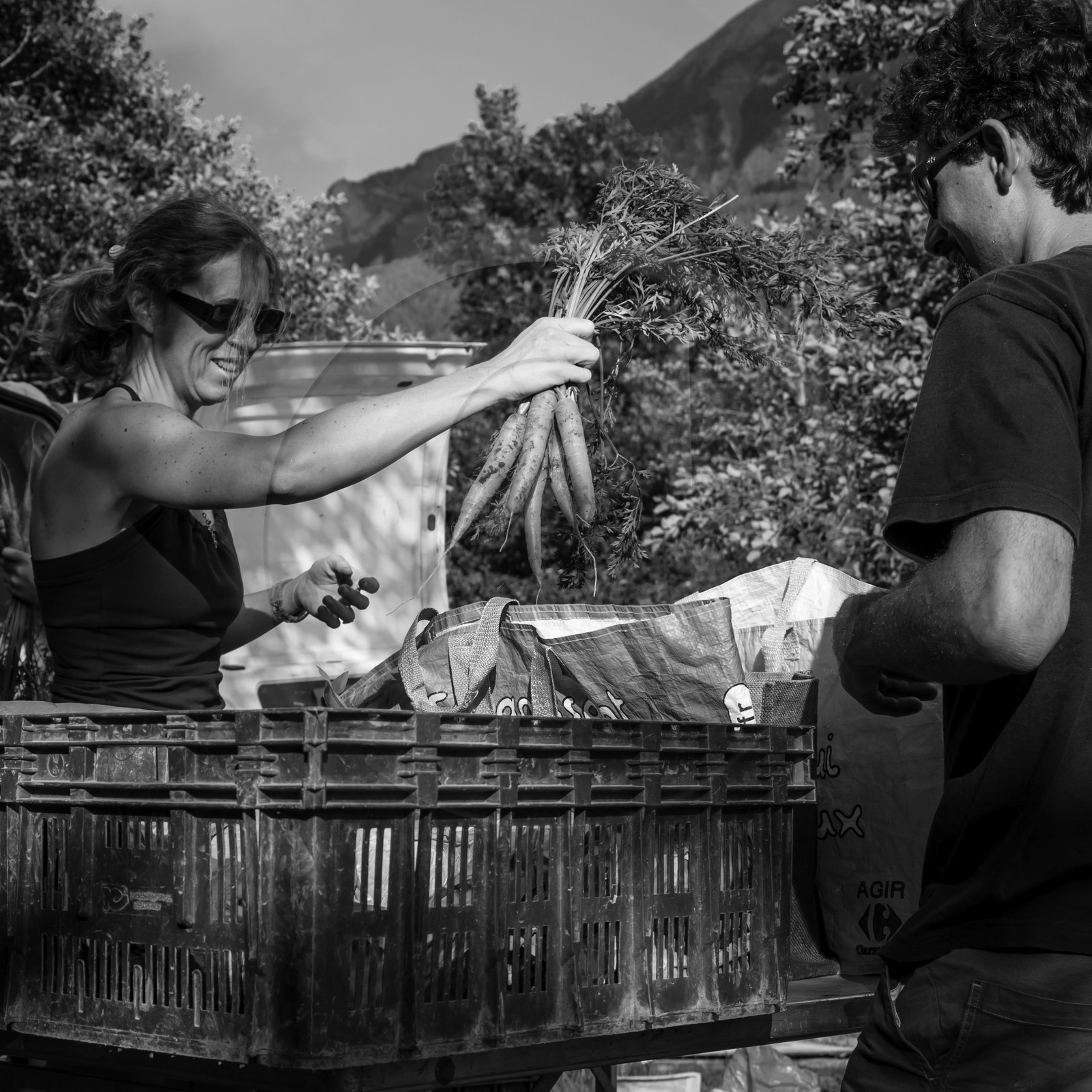 Distribution à l'AMAP du Champsaur