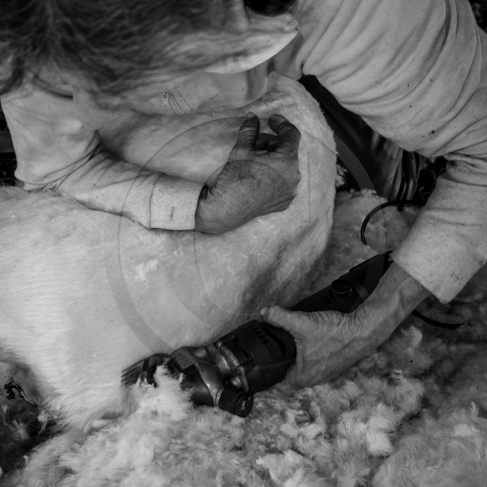 La tonte des moutons