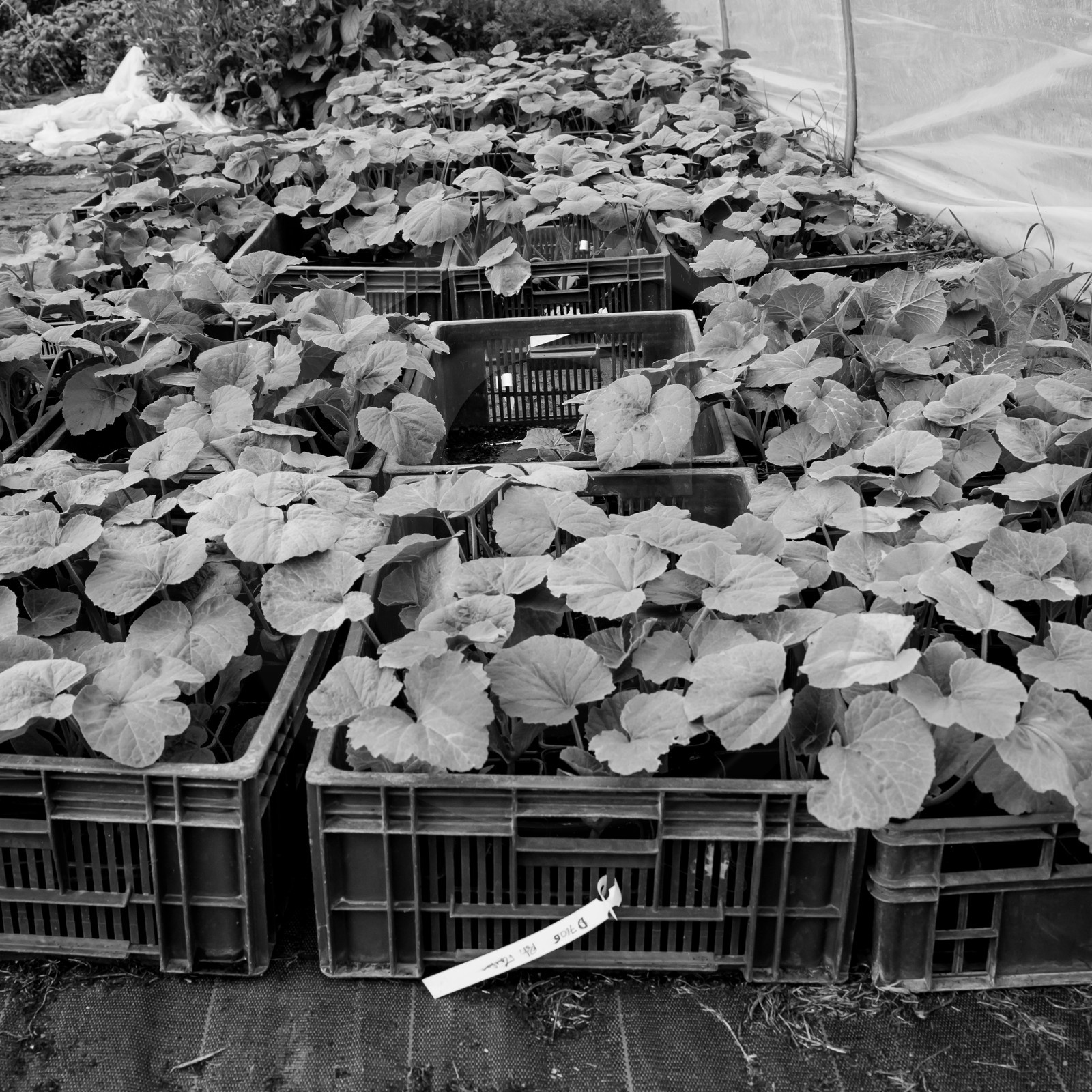 La plantation des courges