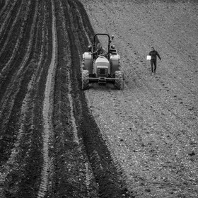 La plantation des pommes de terre