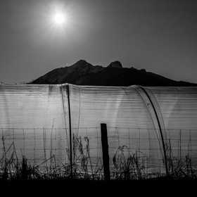 Montage de serres tunnel