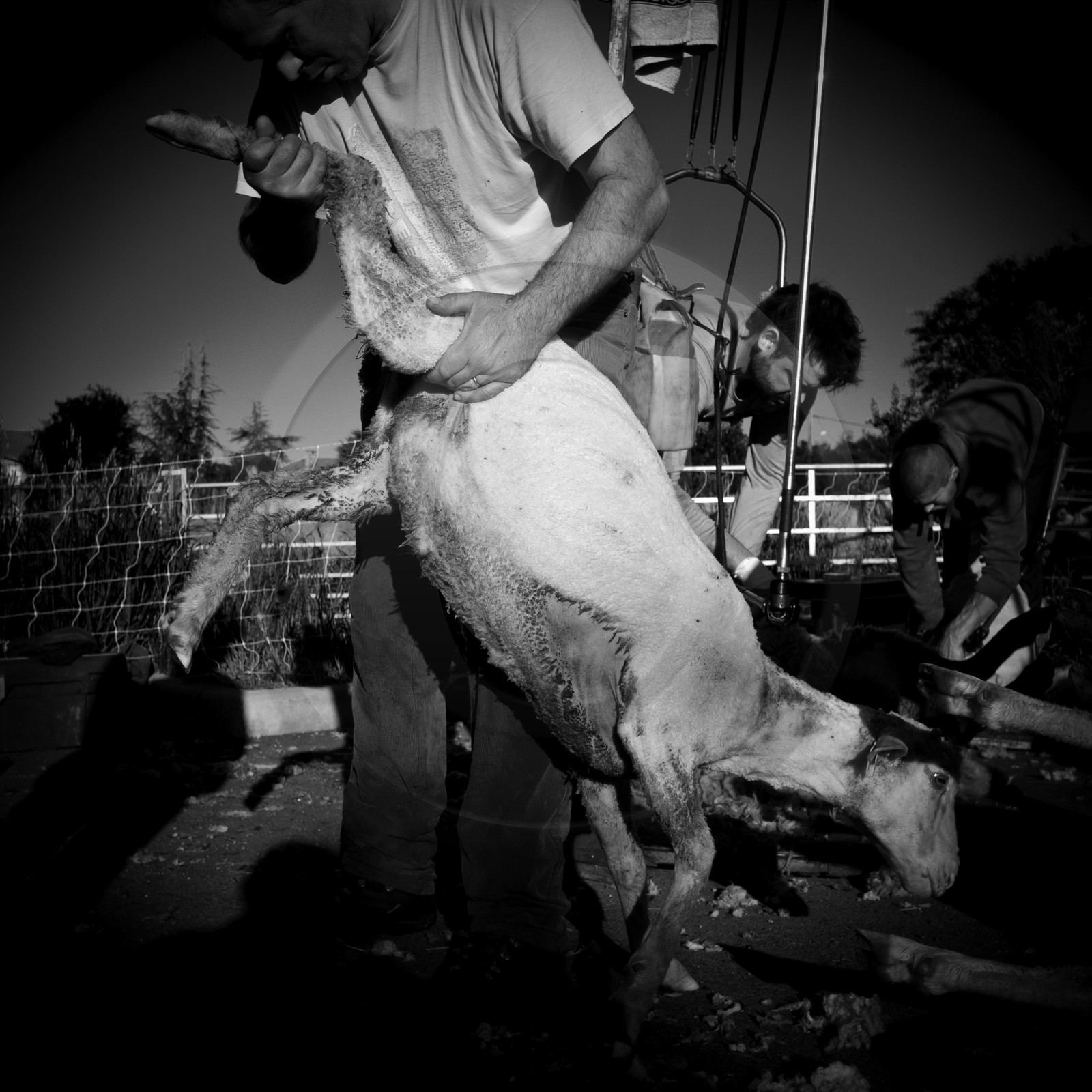 La tonte des moutons