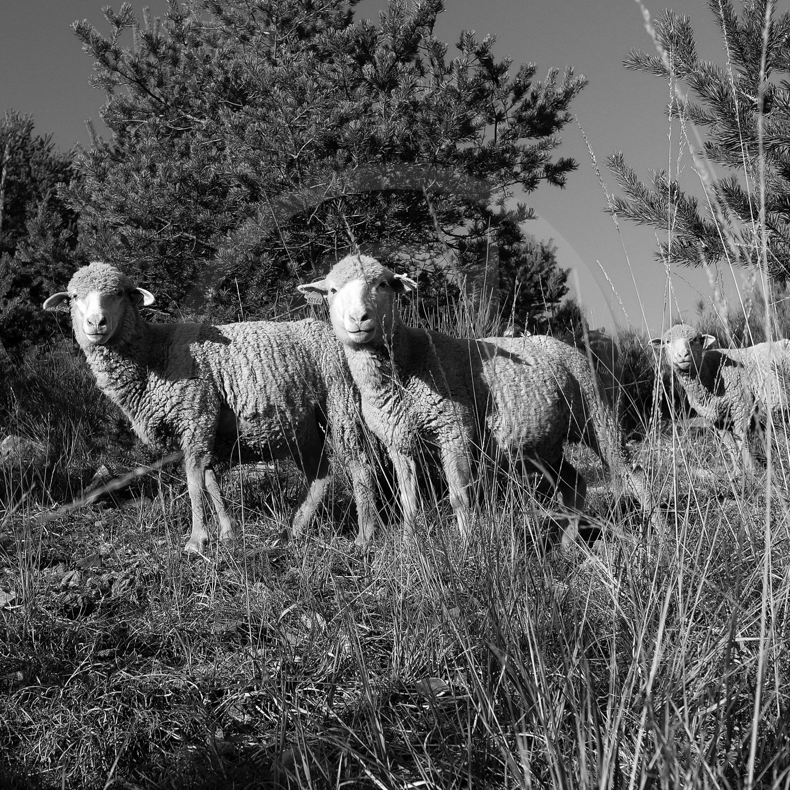 Des moutons et des parcs