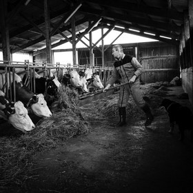 Les soins aux vaches