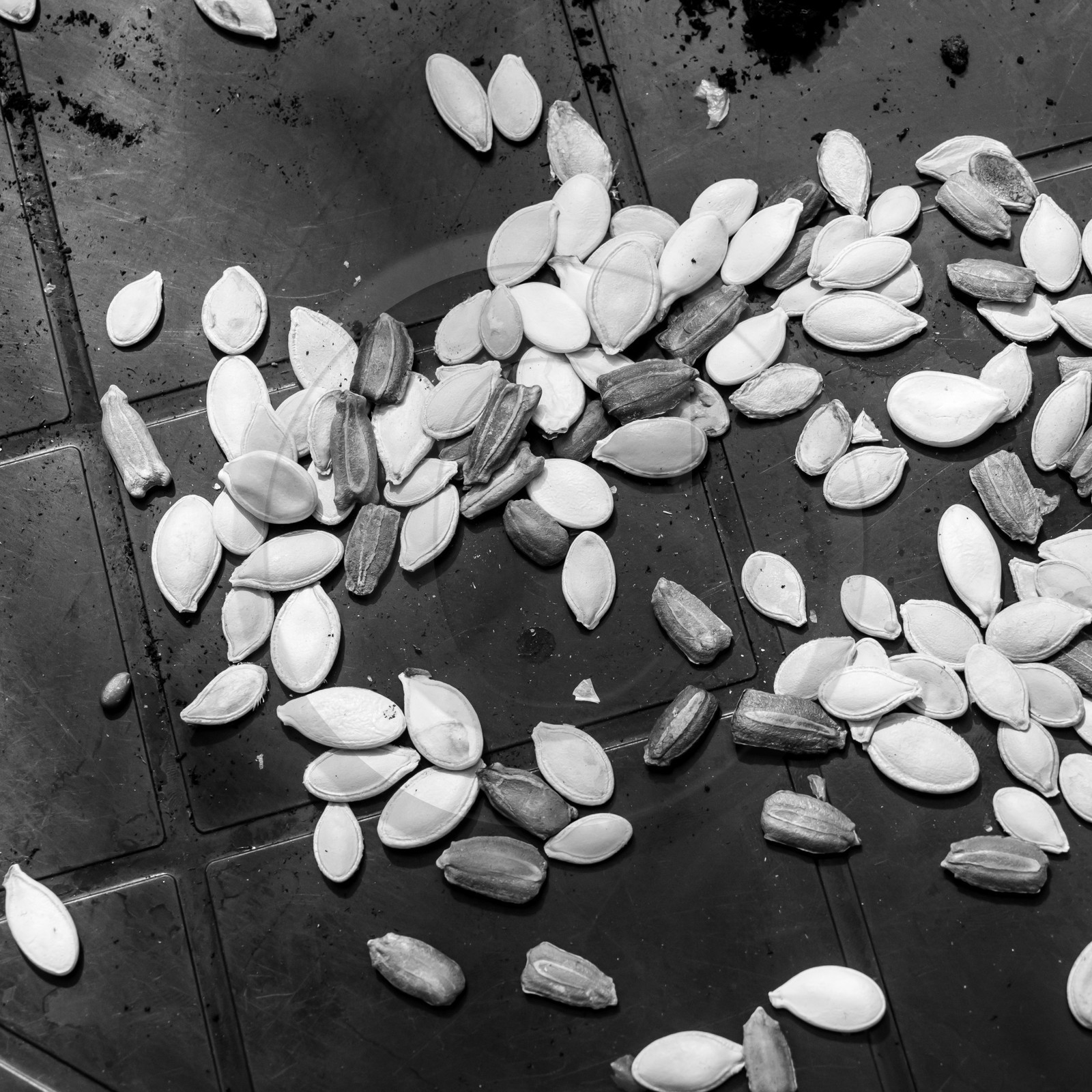 Semis des courges Semis des courges