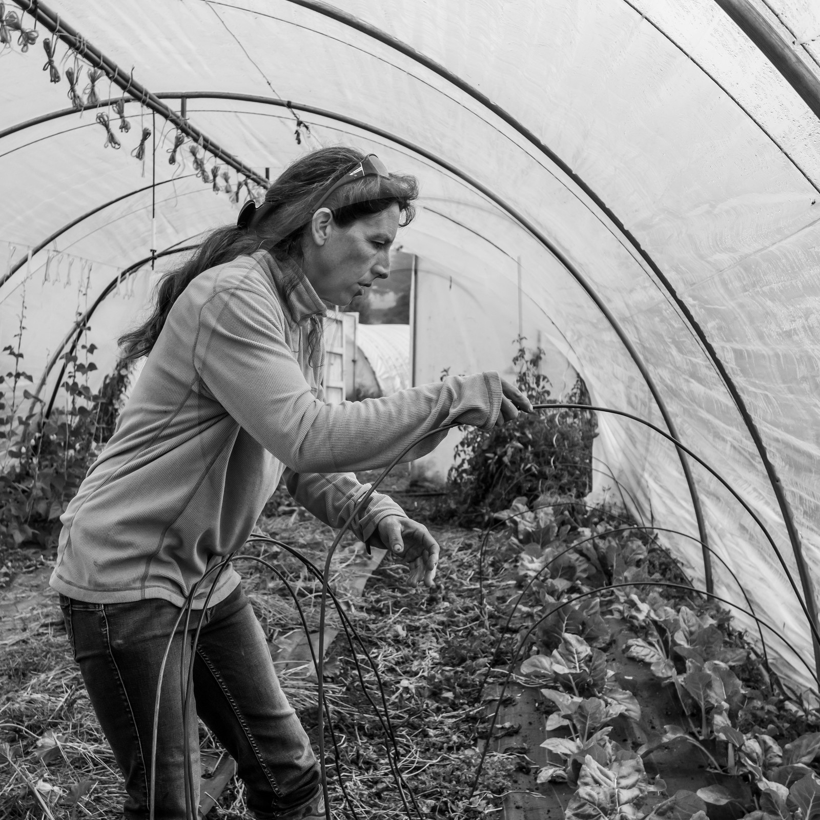 Maraichage biologique dans le Champsaur Maraichage biologique dans le Champsaur