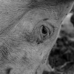Elevage biologique de cochons en plein air