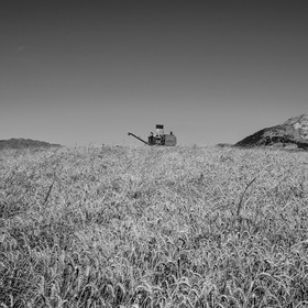 Les moissons dans le Champsaur