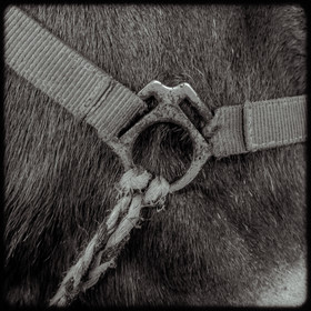 Portraits des animaux de la ferme