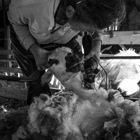 La tonte des moutons