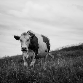 Les vaches au paturage