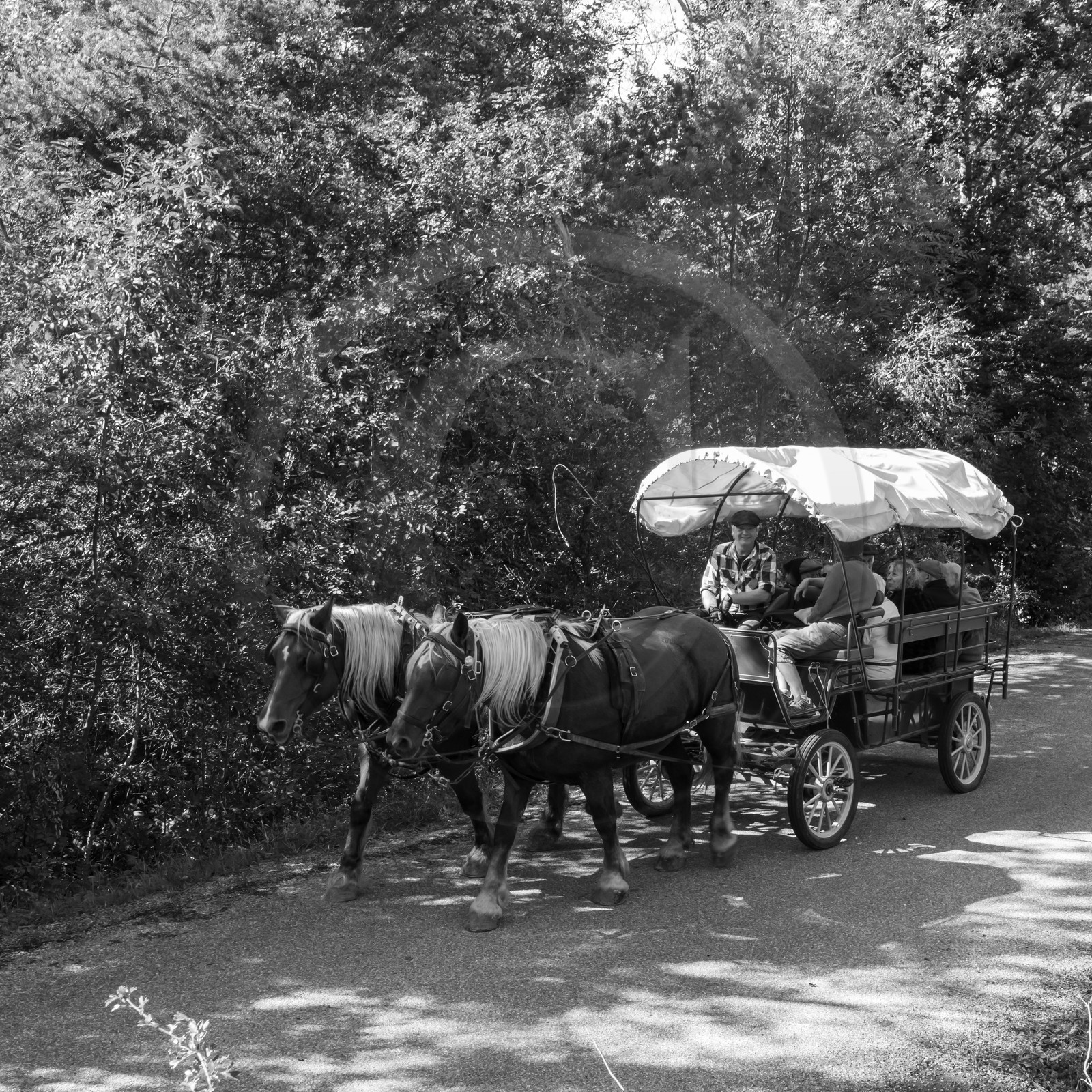 25 septembre 2019 : Promenade en calèche