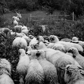 La transhumance des brebis
