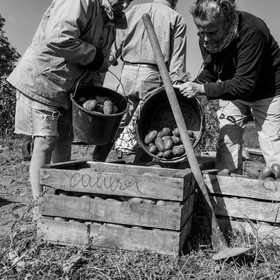 La récolte des pommes de terre avec un cheval