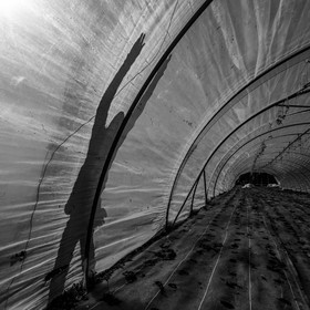 Montage de serres tunnel