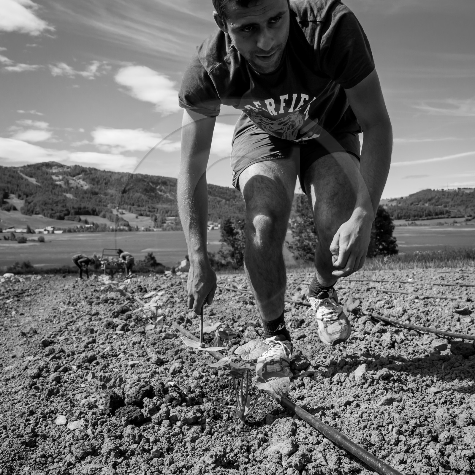 La plantation des courges
