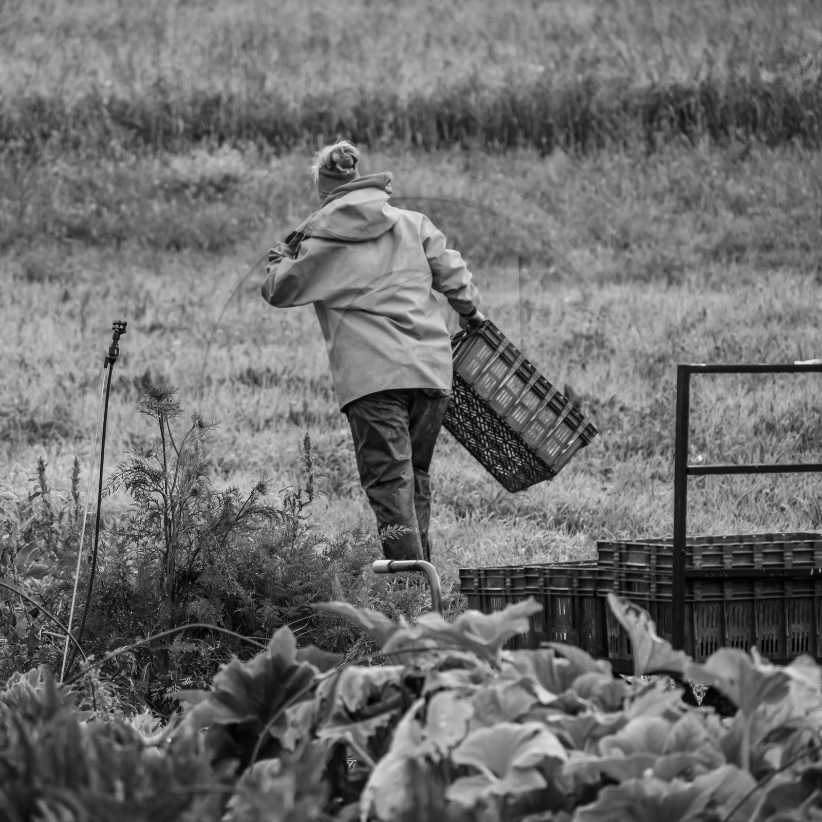 Maraichage biologique dans le Champsaur Maraichage biologique dans le Champsaur