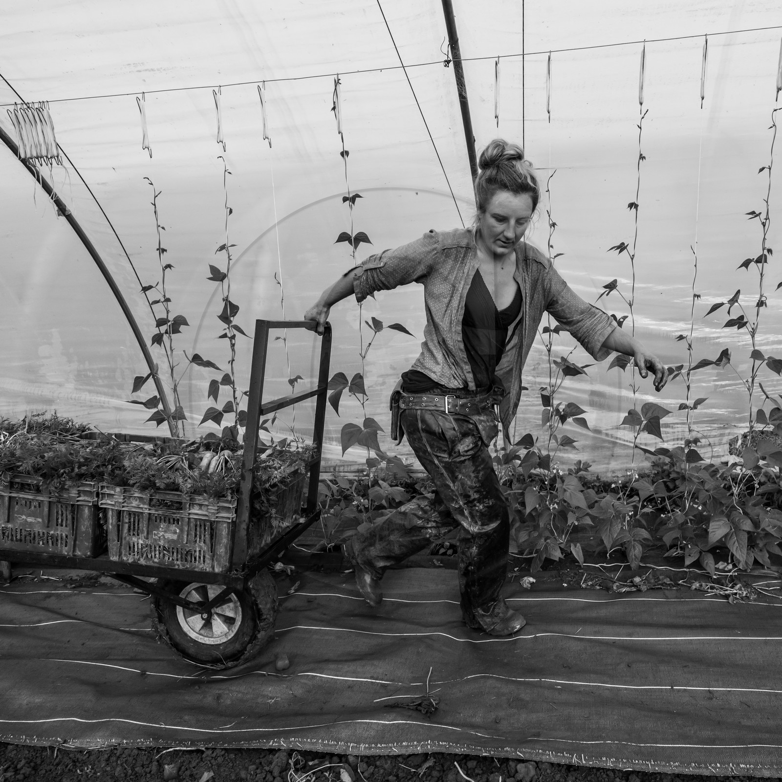 Maraichage biologique dans le Champsaur