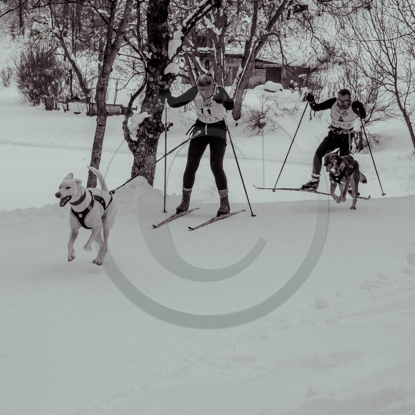 La Valgaude Traineau 2015