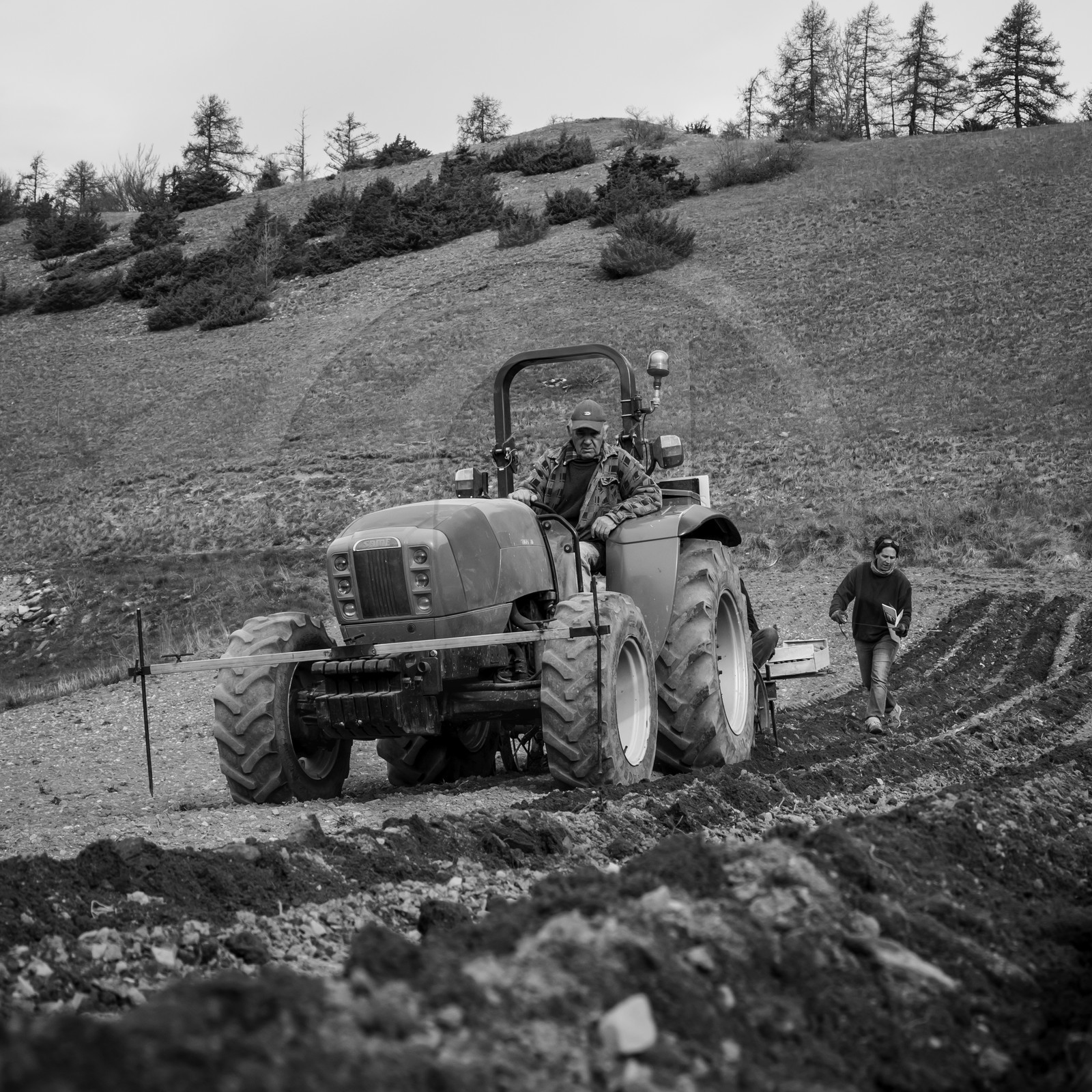La plantation des pommes de terre