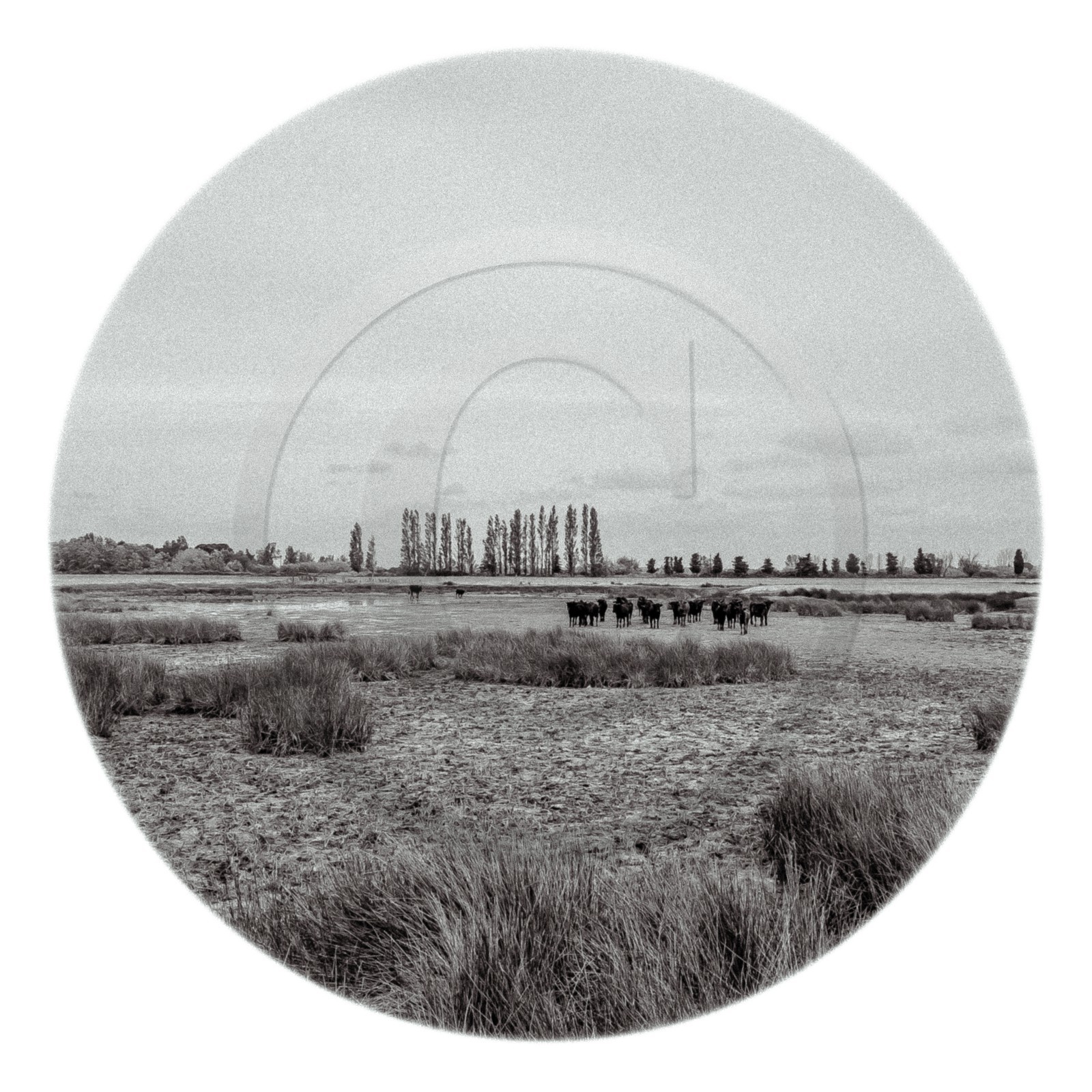 Les instants Camargue
