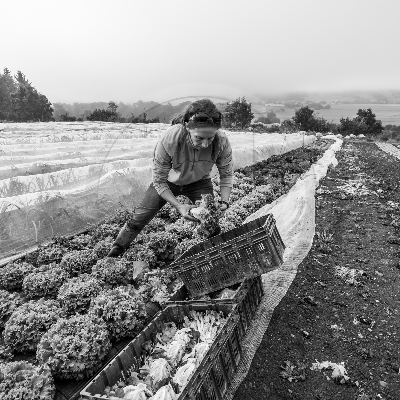 Maraichage biologique dans le Champsaur Maraichage biologique dans le Champsaur