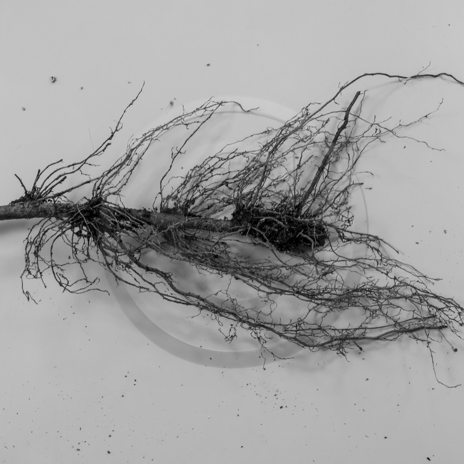 03 avril 2019 : Initiation à la greffe d'arbres fruitiers