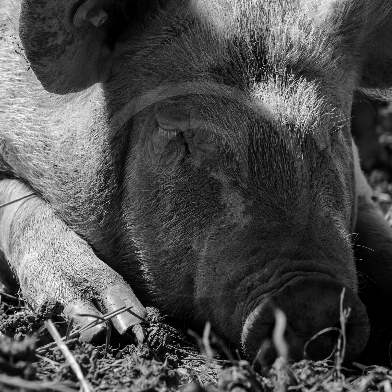 Elevage biologique de cochons en plein air