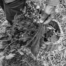 21 juin 2023 : Découverte botanique