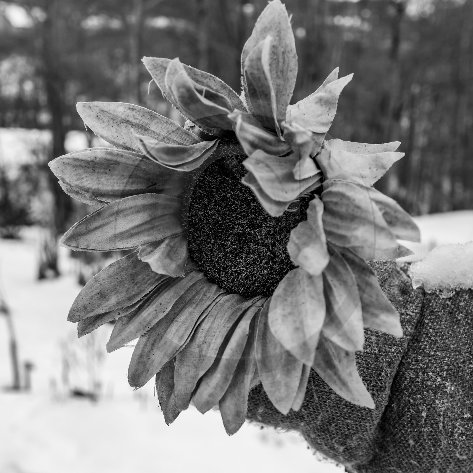 21 janvier 2021 : l'Ouort sous la neige