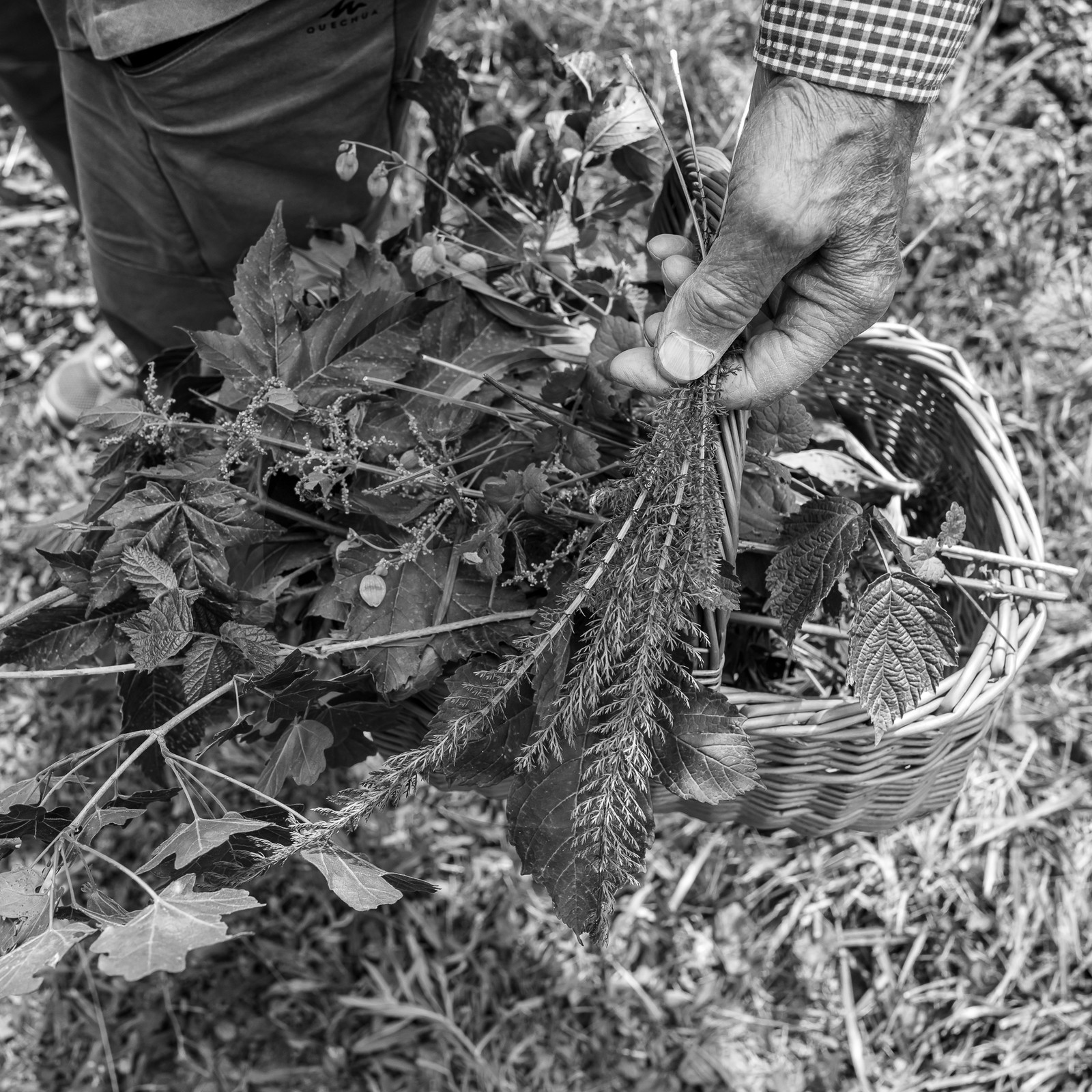 21 juin 2023 : Découverte botanique