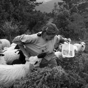 La transhumance des brebis