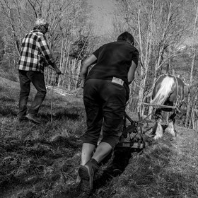 Labour avec un cheval - 17 04 17