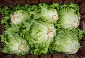 31 mai 2025 : AMAP du Champsaur - Distribution