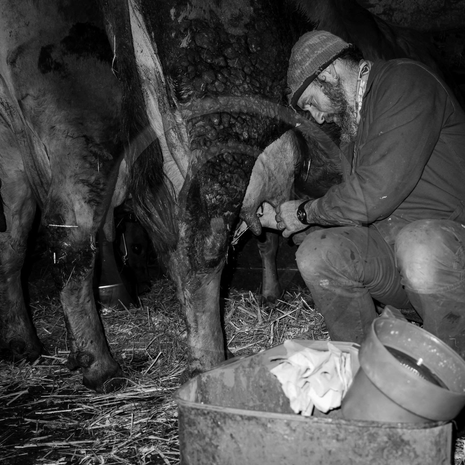 La traite des vaches