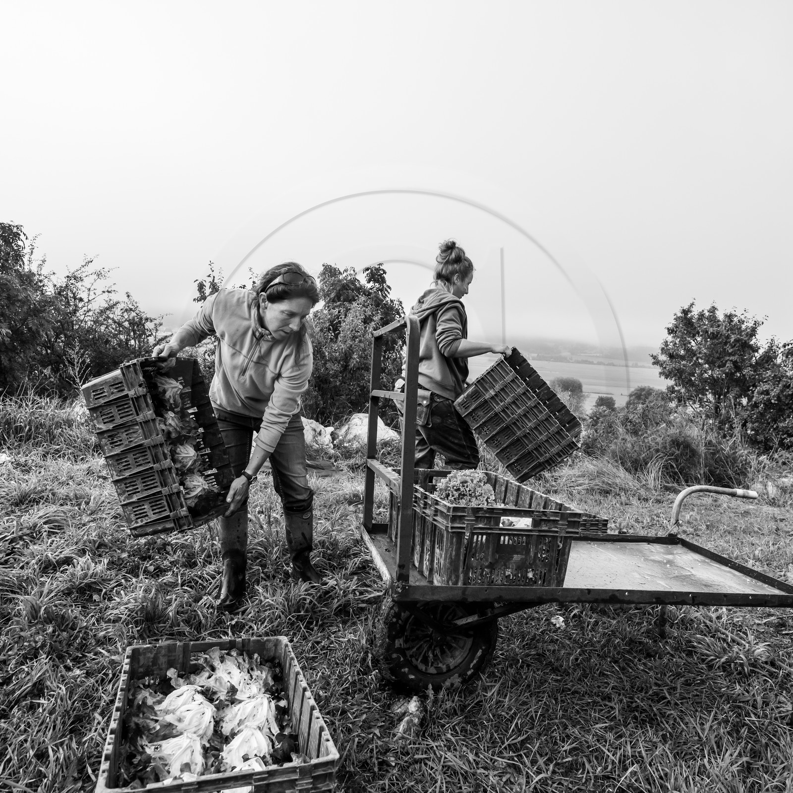 Maraichage biologique dans le Champsaur Maraichage biologique dans le Champsaur