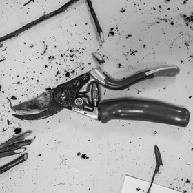 03 avril 2019 : Initiation à la greffe d'arbres fruitiers