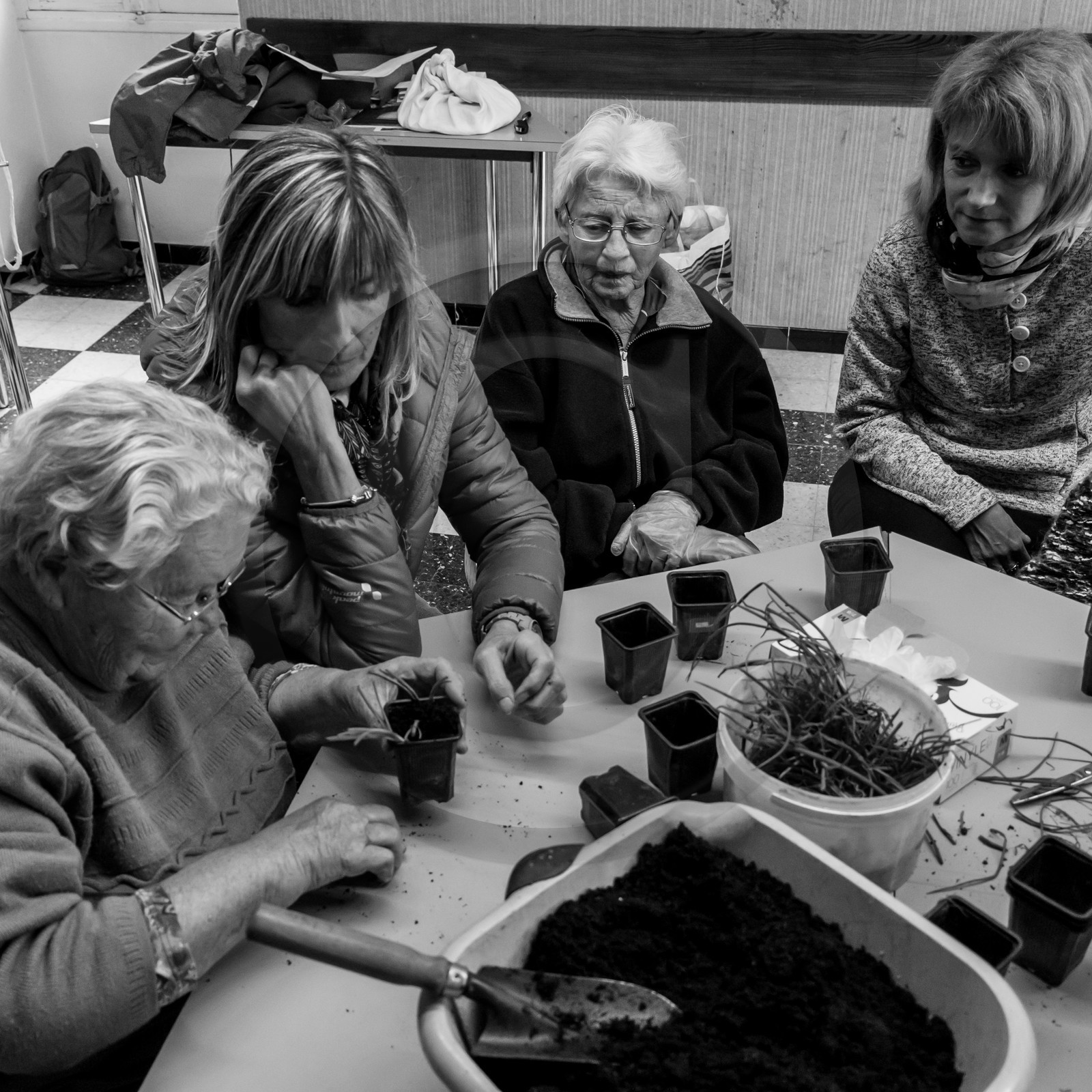 Atelier repiquage de plants de ciboulettes - 05 04 2017