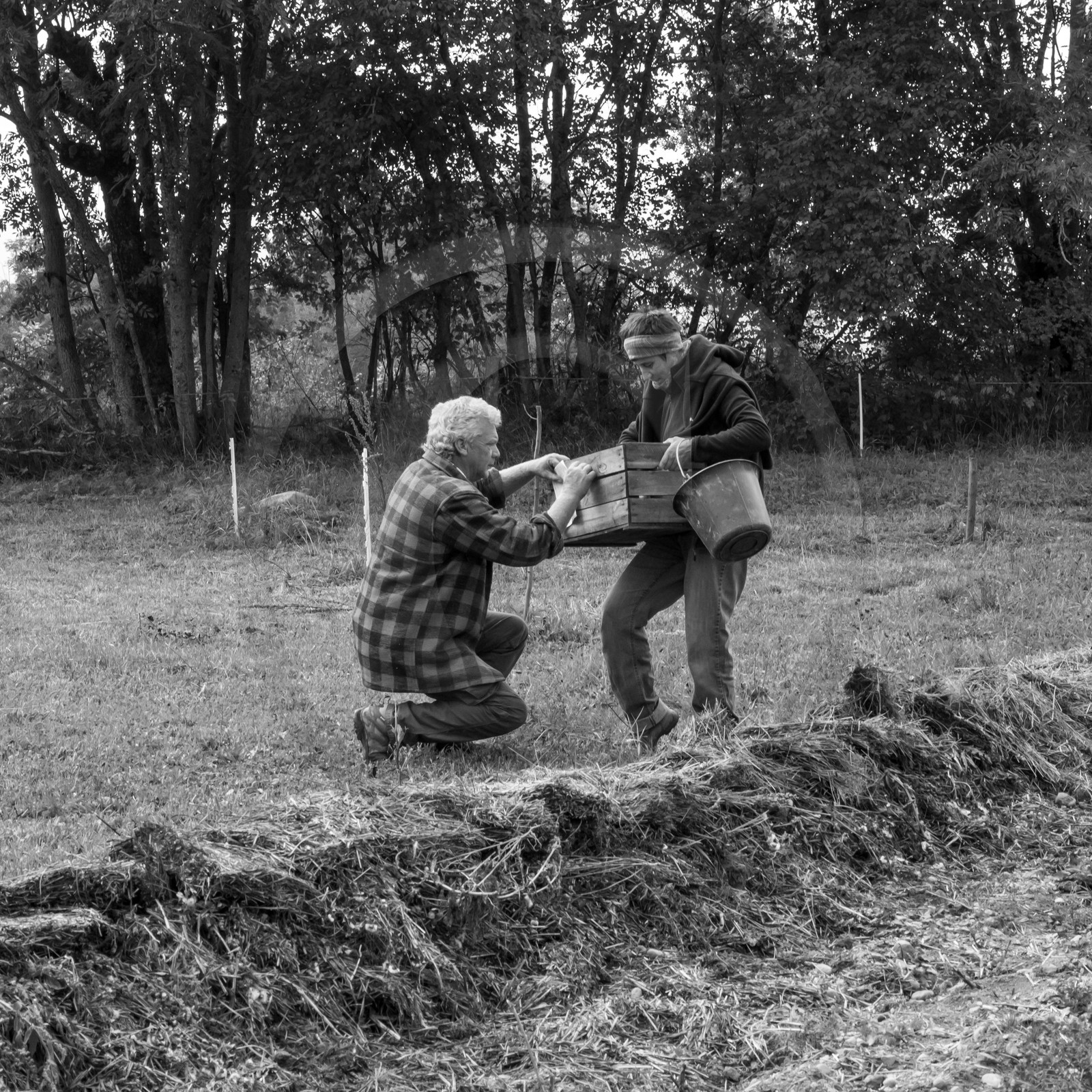 La récolte des pommes de terre avec un cheval