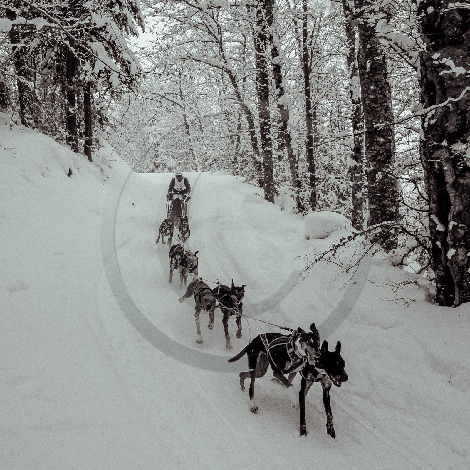 La Valgaude Traineau 2015