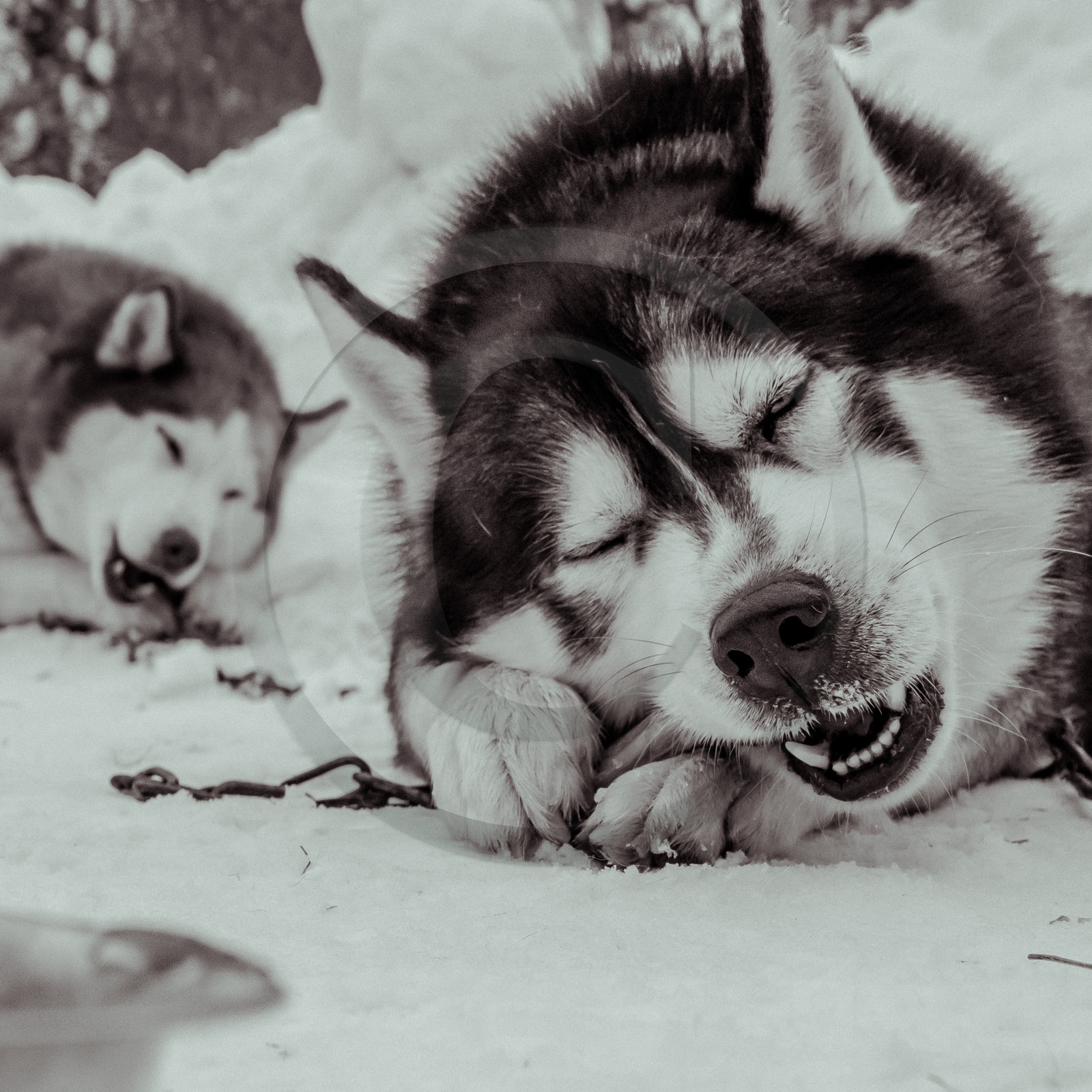 La Valgaude Traineau 2015