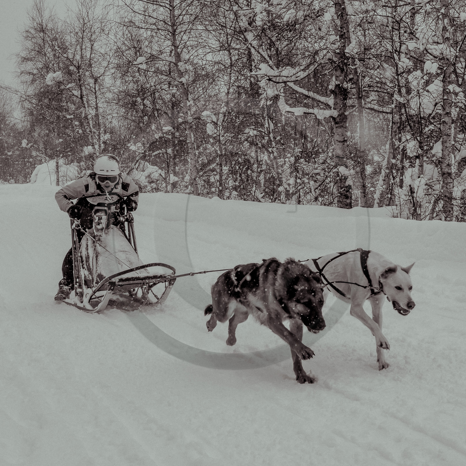 La Valgaude Traineau 2015