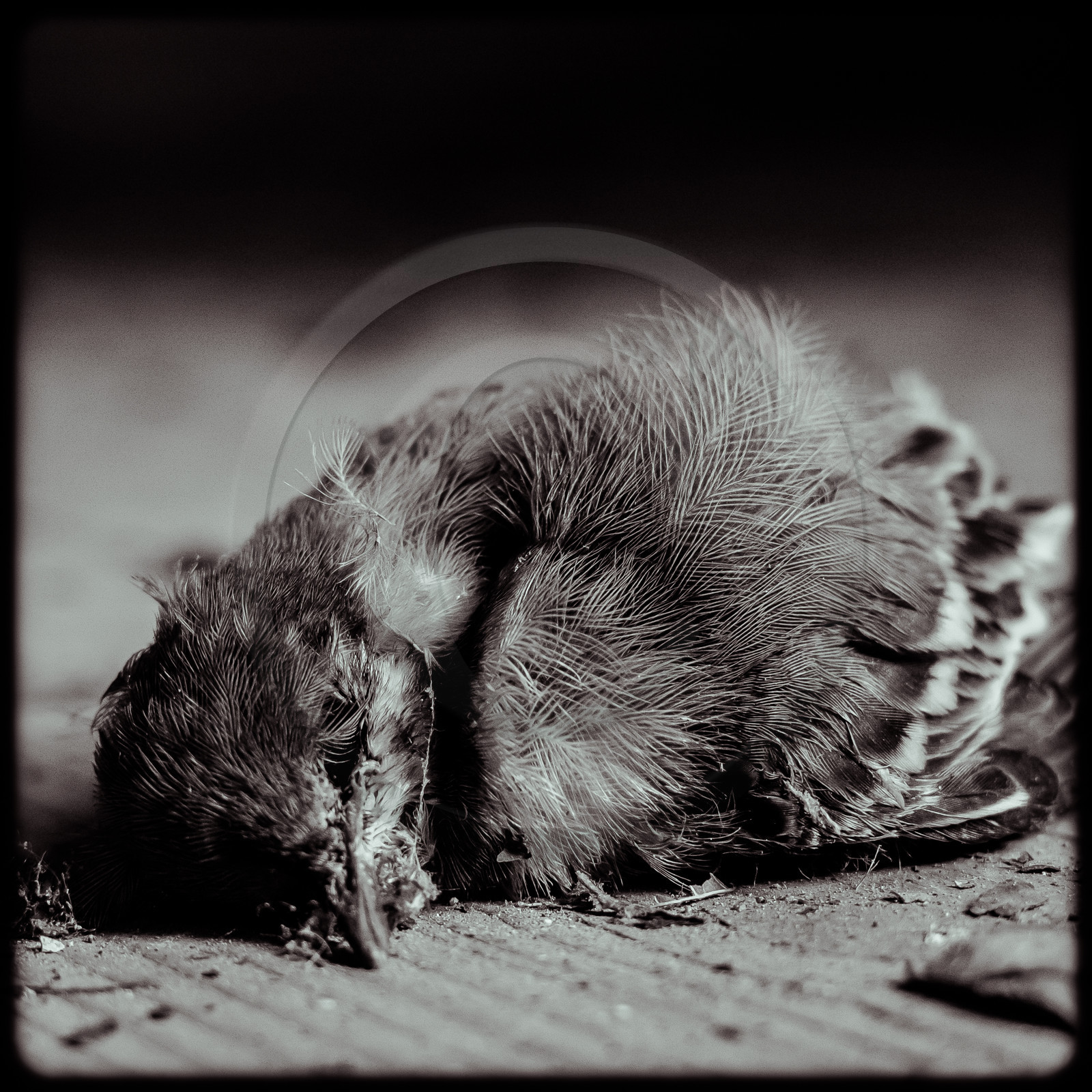 La Villa - Saint-Sébastien