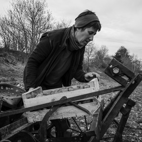 La plantation des pommes de terre