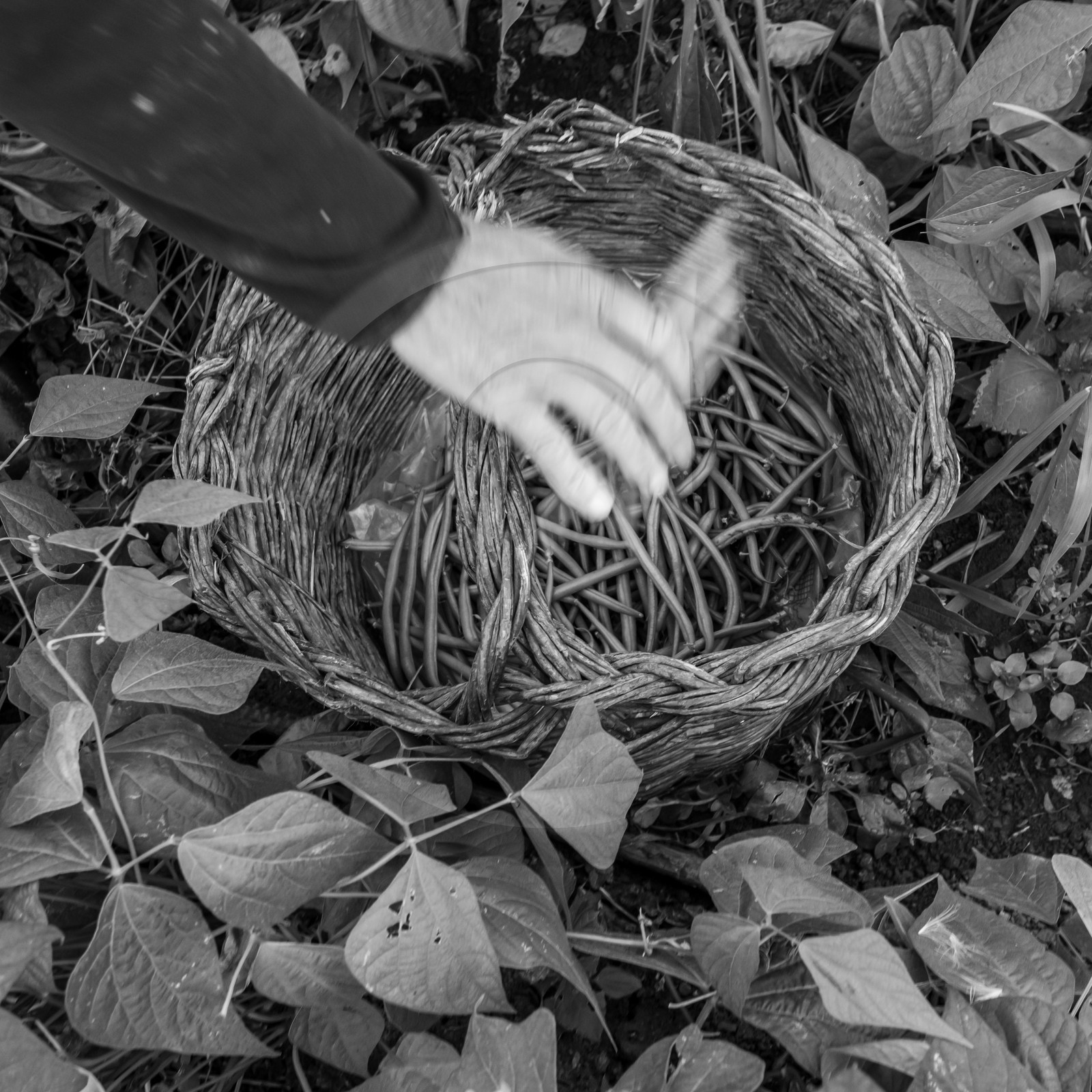 Maraichage biologique dans le Champsaur