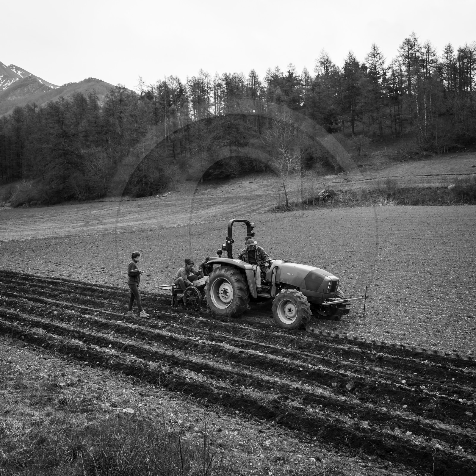 La plantation des pommes de terre