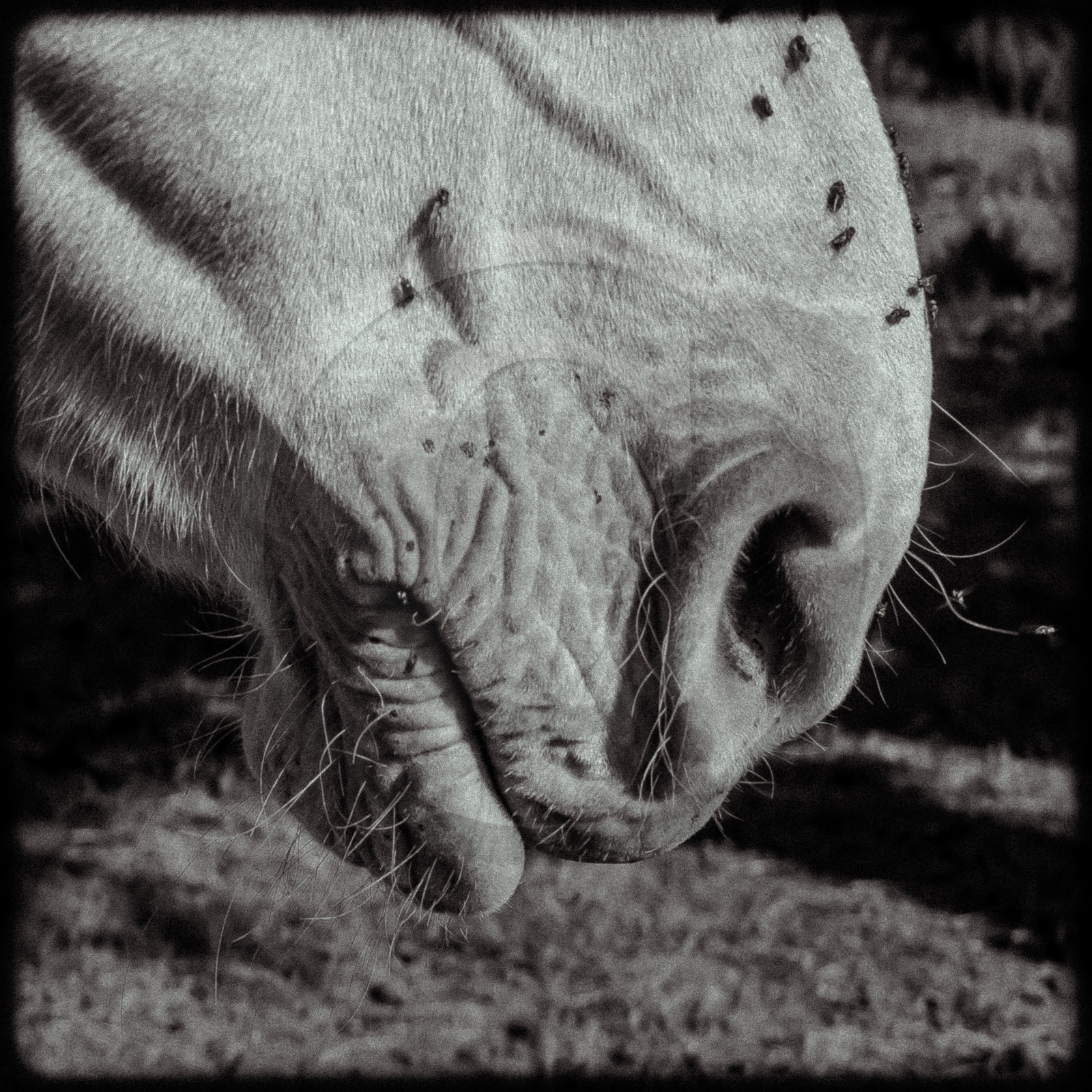 Cheval