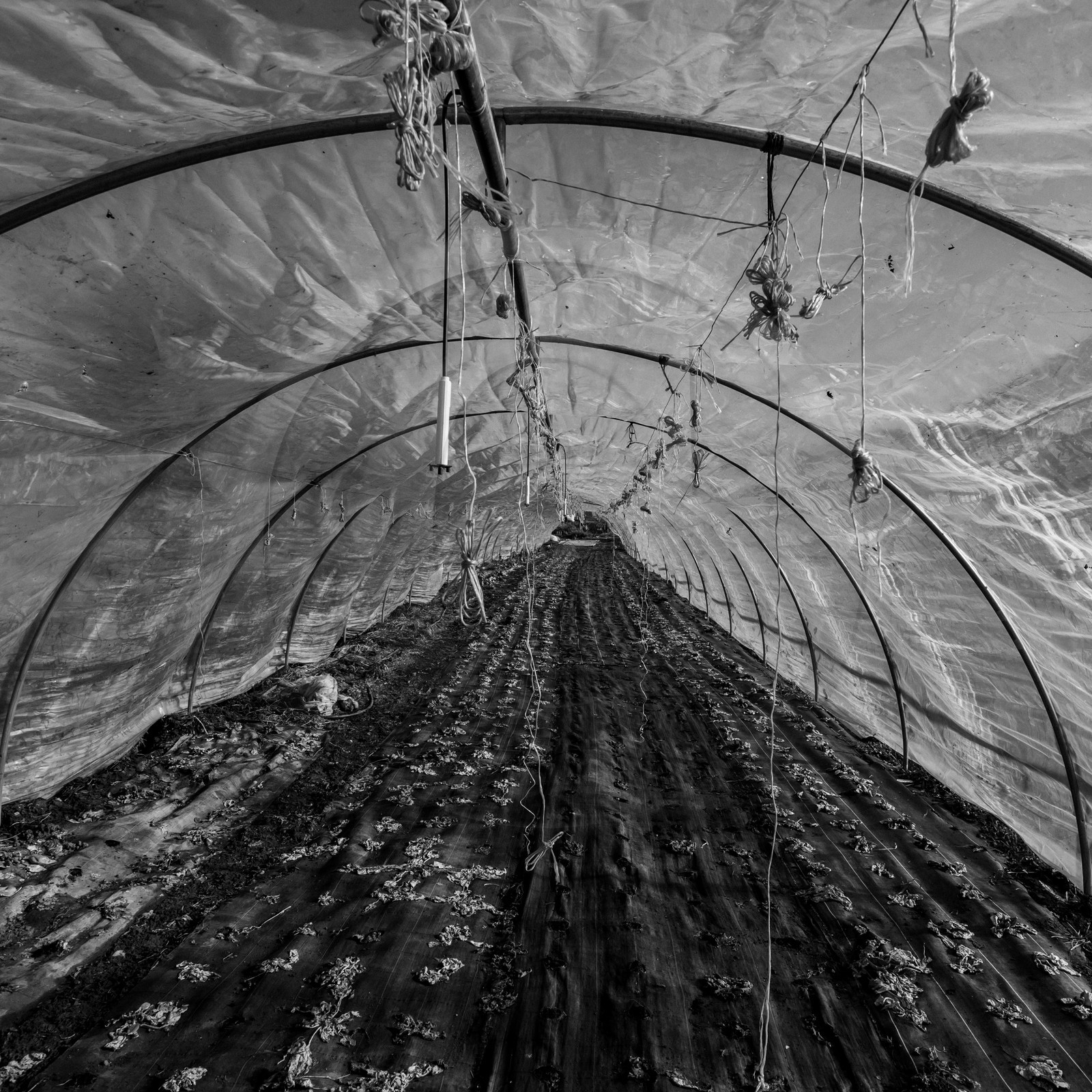 Montage de serres tunnel