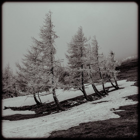 Arbres sous la neige au col du Noyer